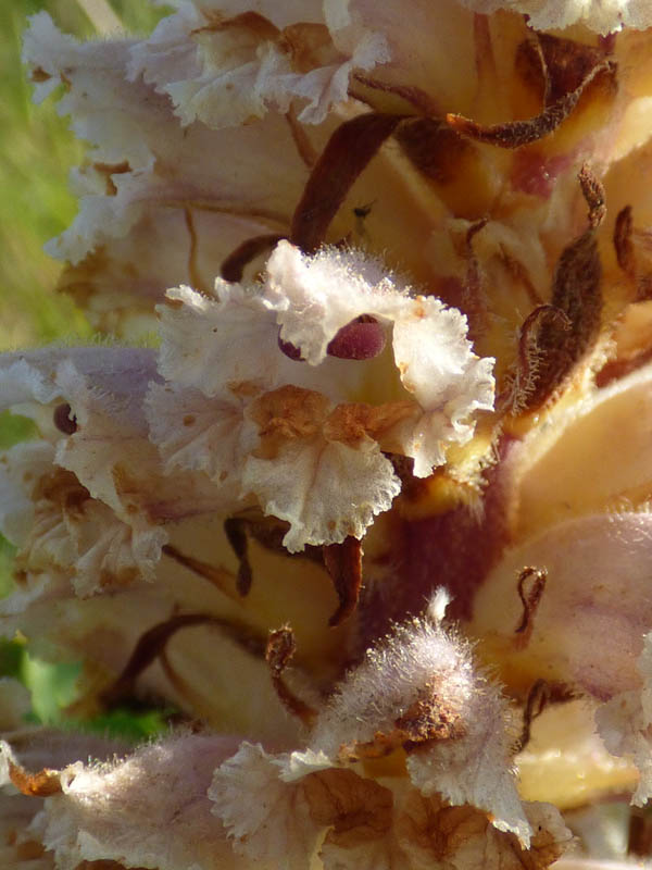 Orobanche hederae